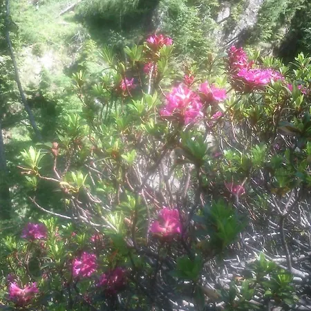 Appartement Lenzbauer Lessach