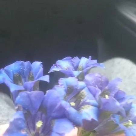 Appartement Lenzbauer Lessach