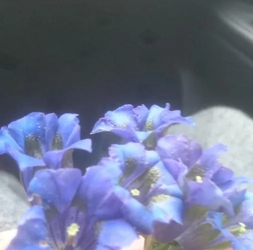 Appartement Lenzbauer Lessach